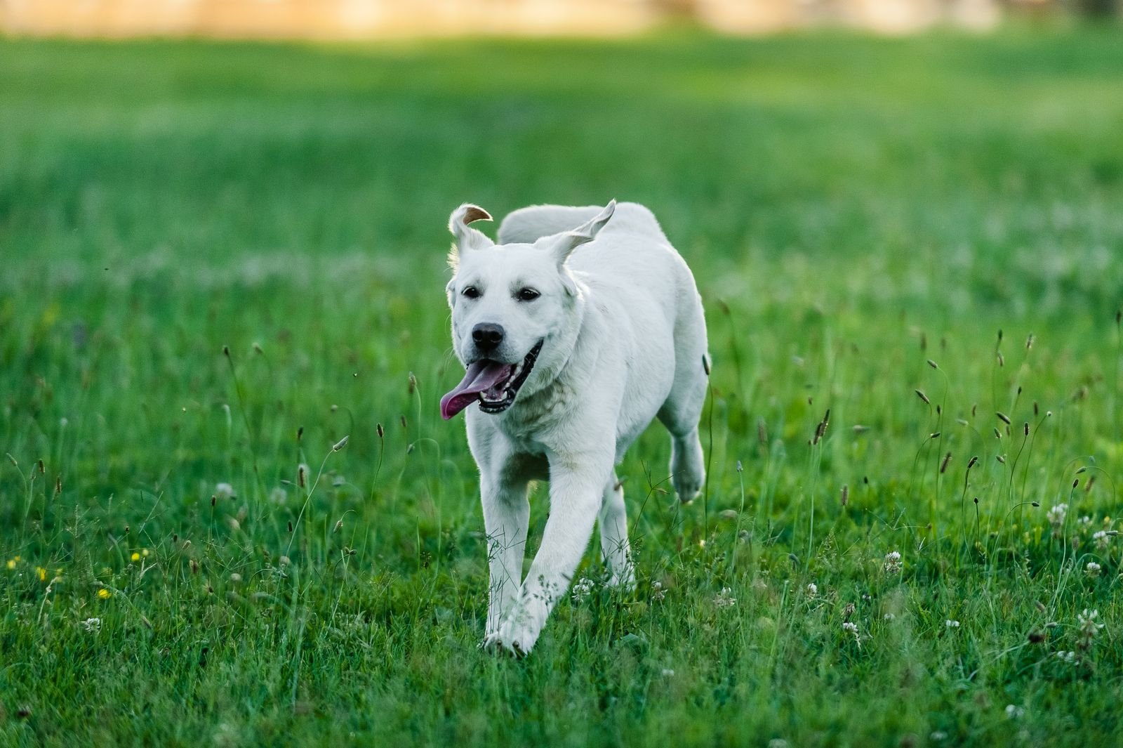 Group Running Sessions for Dogs Pune