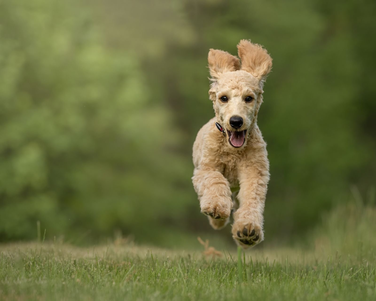 Puppy Exercise Programs Bavdhan