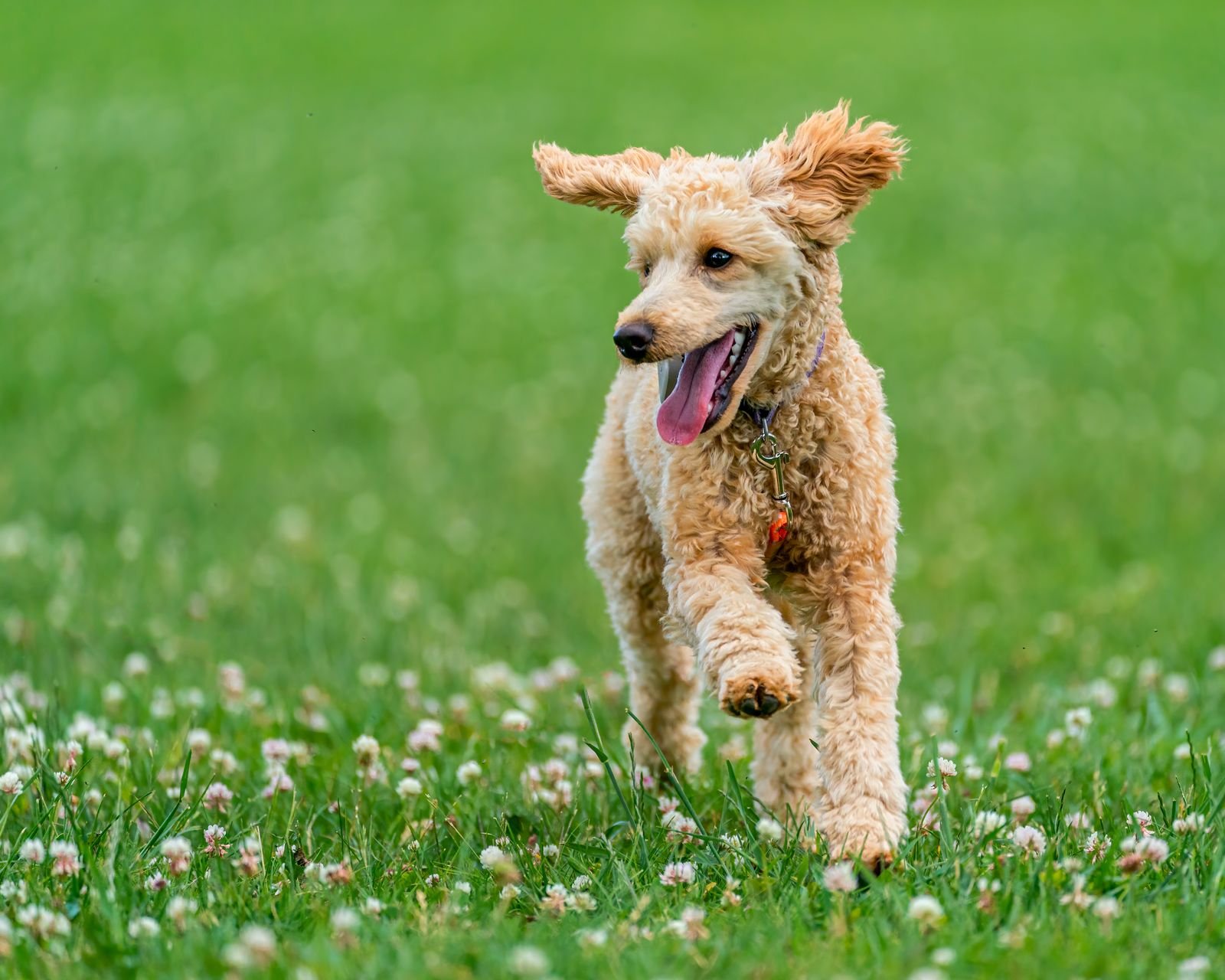 Senior Dog Gentle Walks Pune