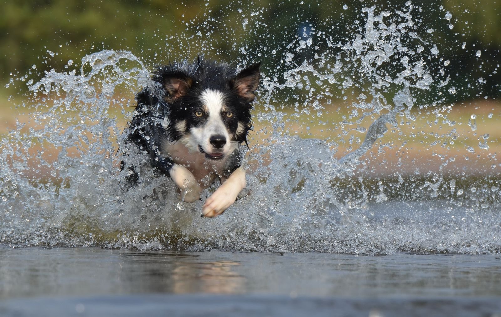 Trail Running Adventures for Dogs