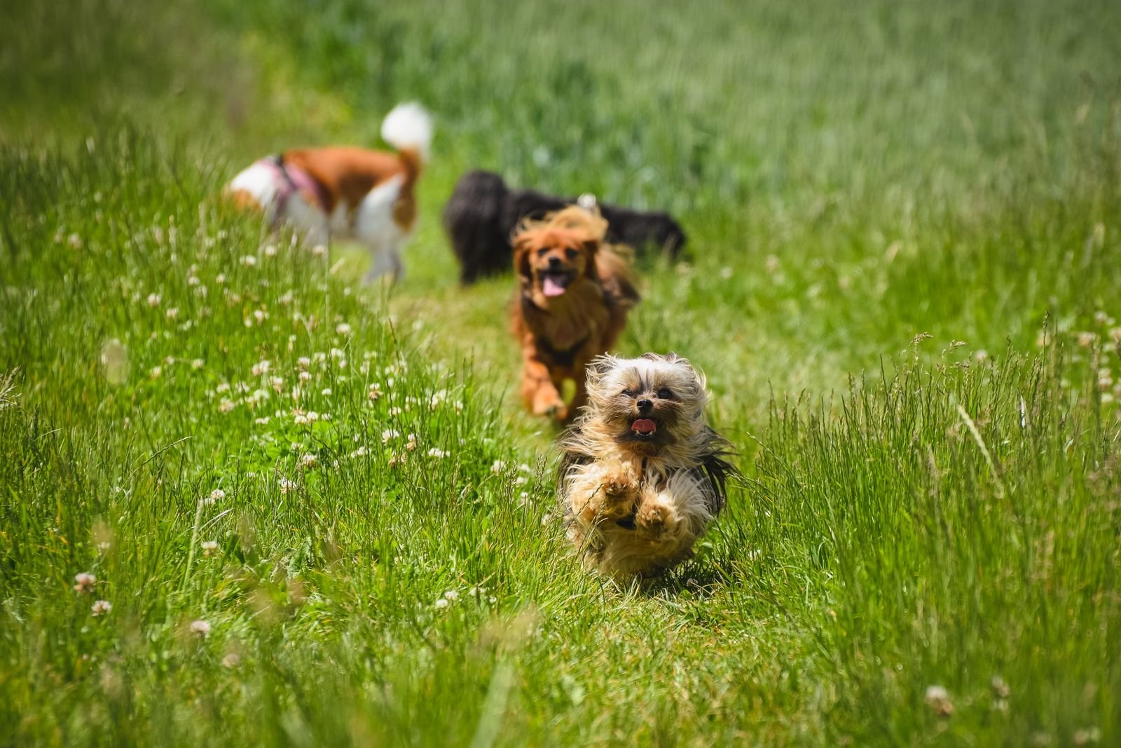 Dog Fitness Training Bavdhan
