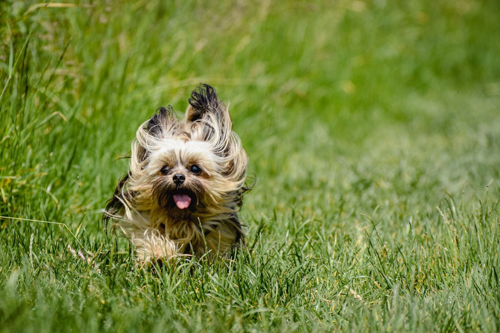 Pet Taxi and Running Services Pune