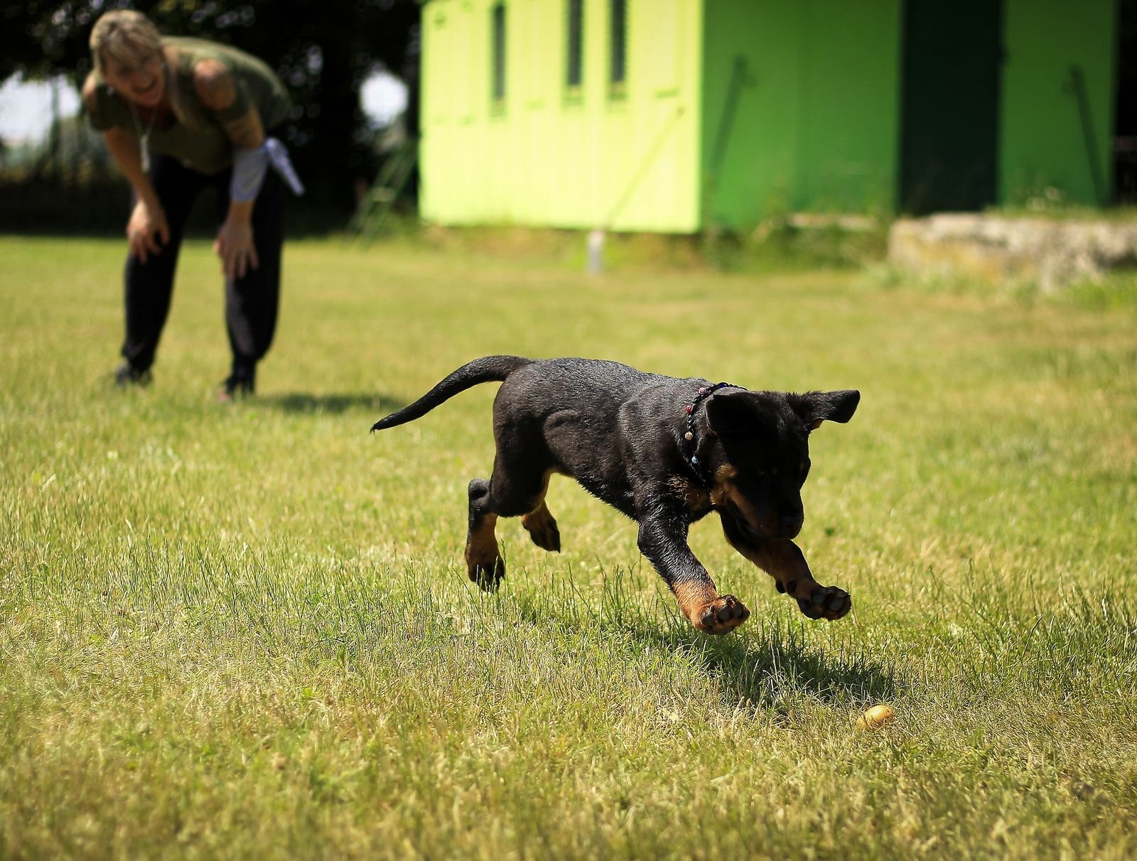 Weekend Running Camps for Dogs