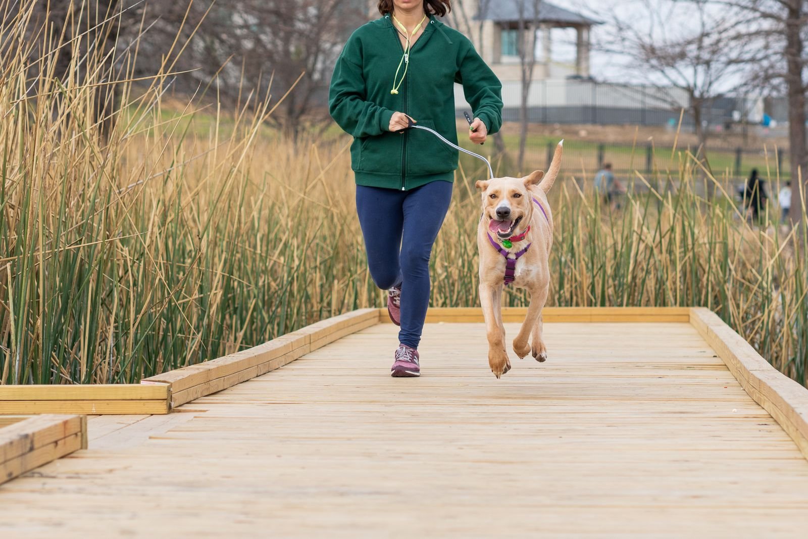 Custom Running Plans for Dogs Bavdhan