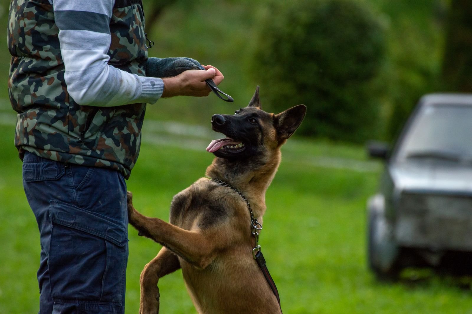 Premium Dog Training in Velhe Road Pune