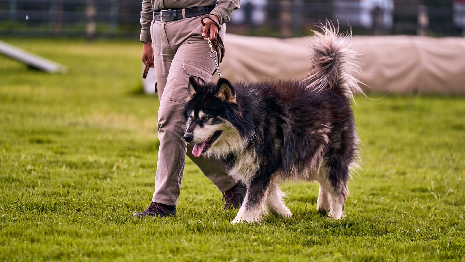 Agility Training Velhe Road Pune