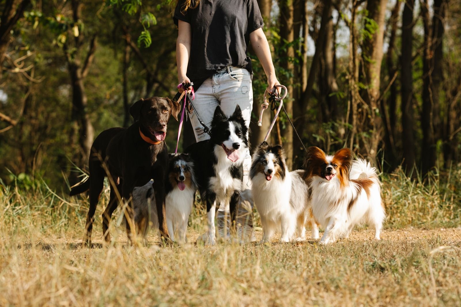 Standard Dog Walking Service in Chandrapur