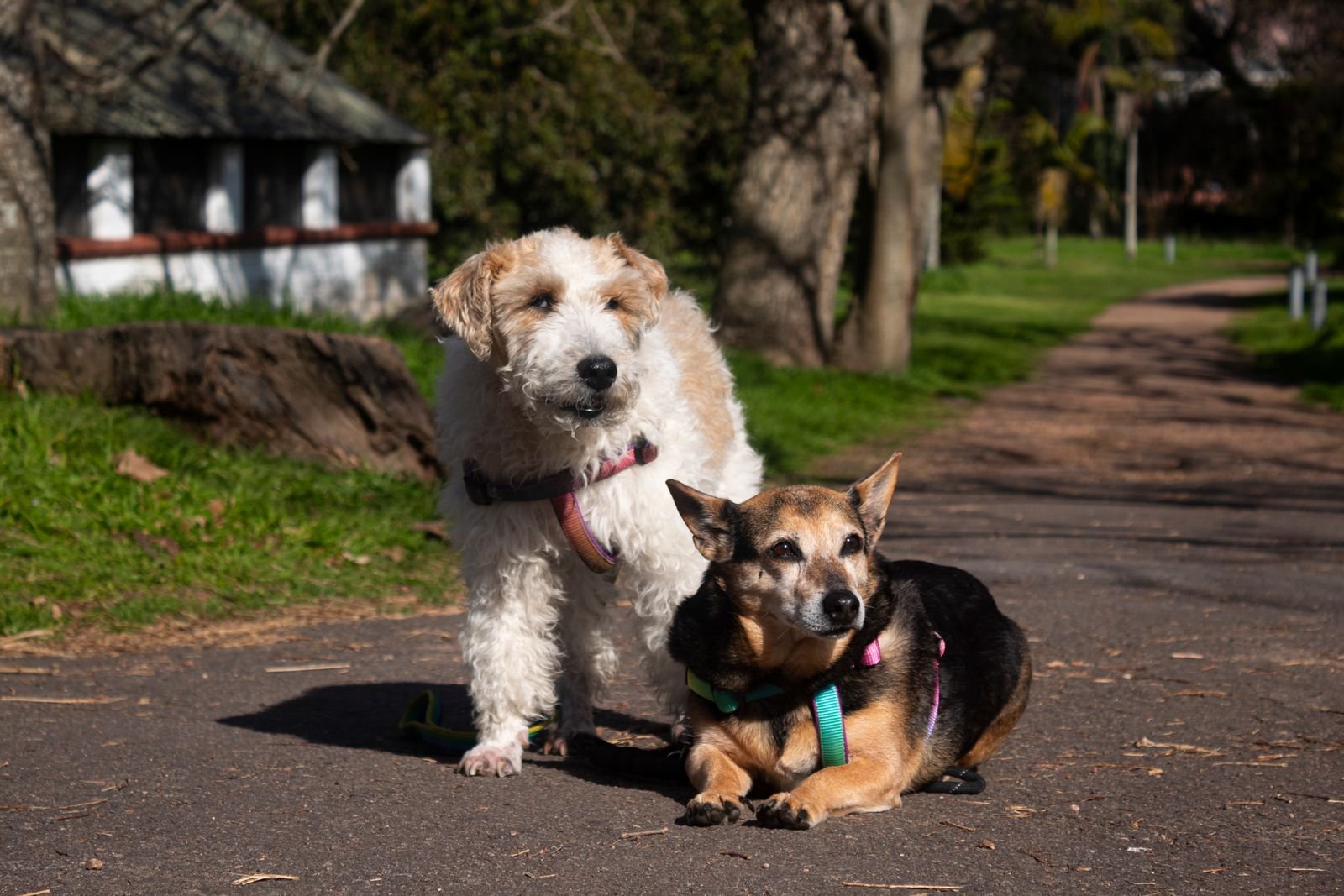 Dog Walking and Feeding Combo Tardeo