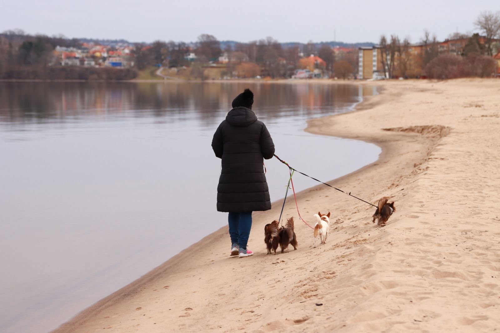 Puppy Walking Service Chandrapur