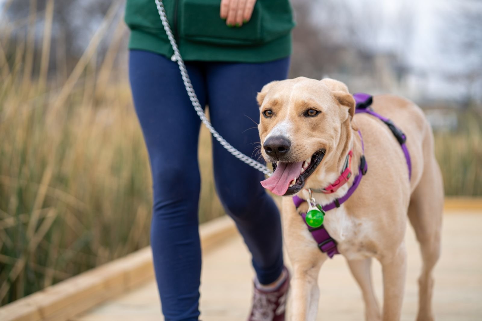 Leash Training Walks Chandrapur