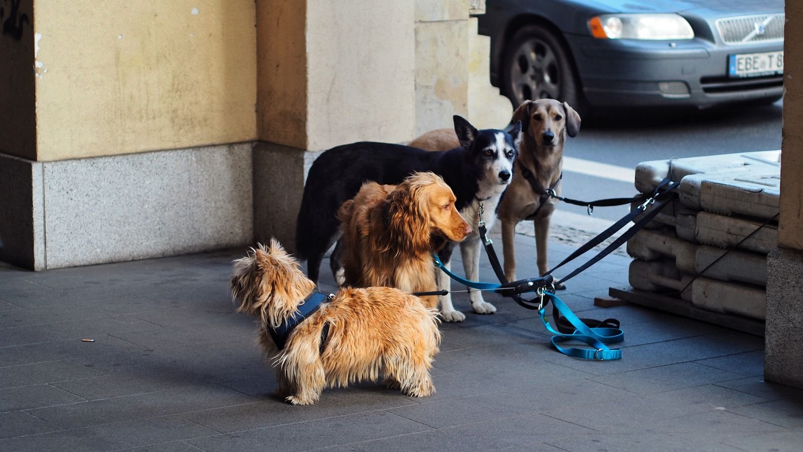 Adventure Hikes for Dogs