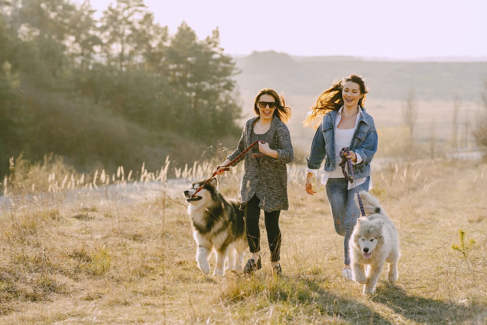 Pet Taxi and Walking Service
