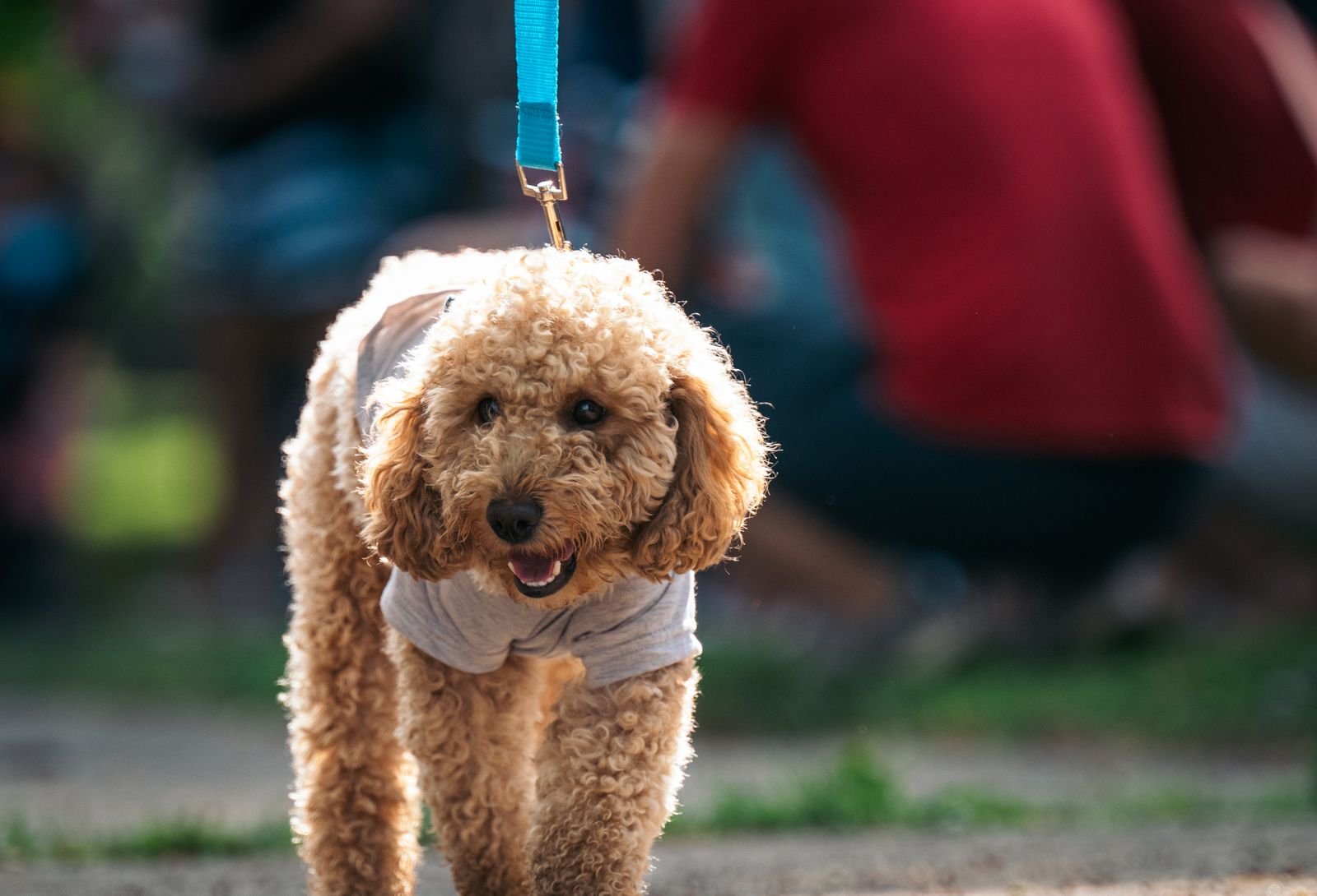 Dog Exercise and Play Sessions
