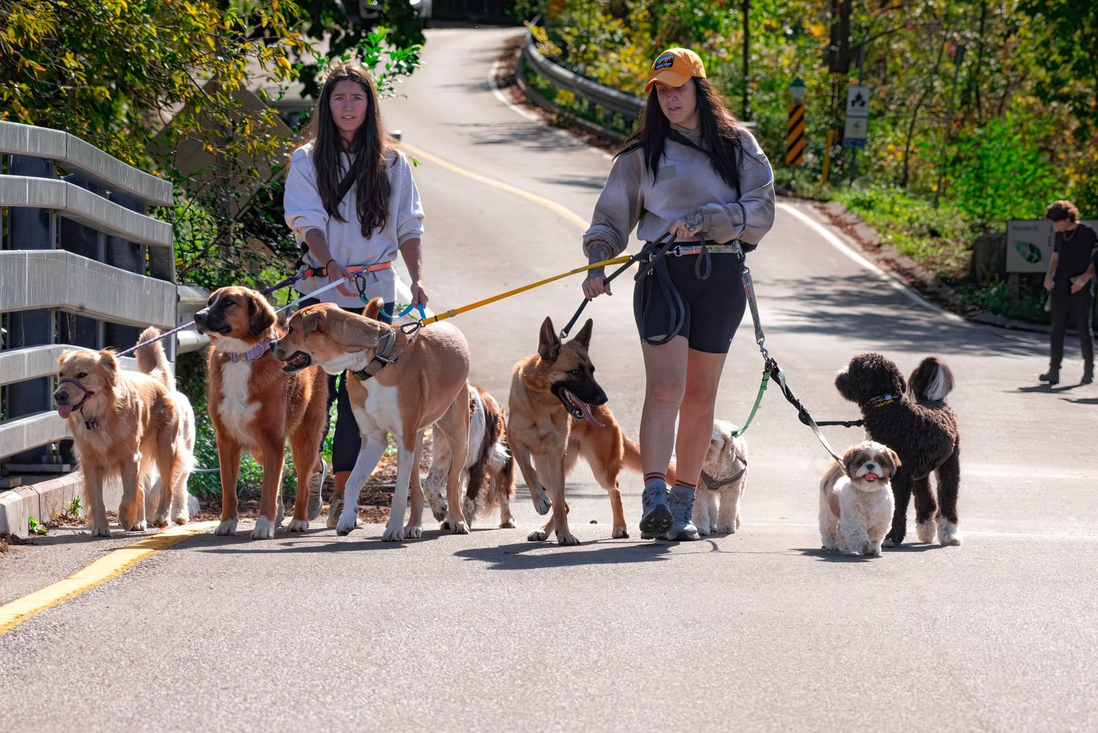 Puppy Socialization Walks