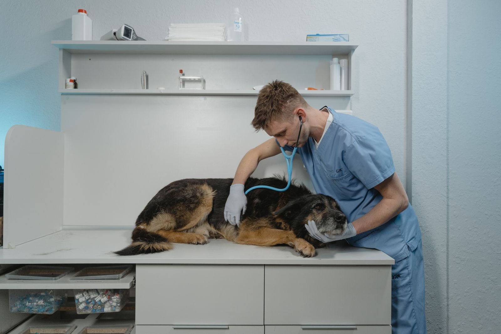 Emergency Veterinary Hospital - Critical Care Unit