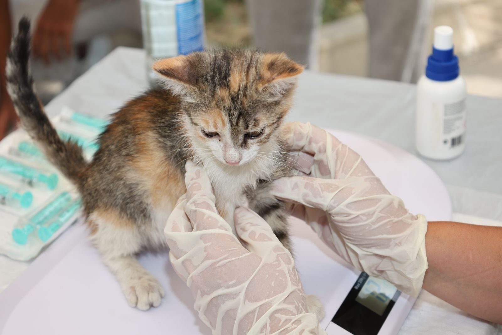 Advanced Pet Surgery and ICU in Sonipat