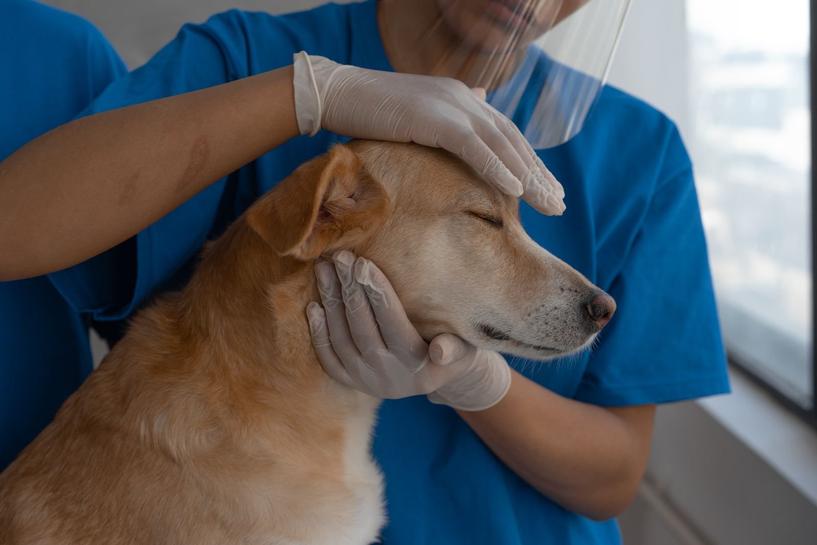 Pet Ambulance and Emergency Response Sonipat