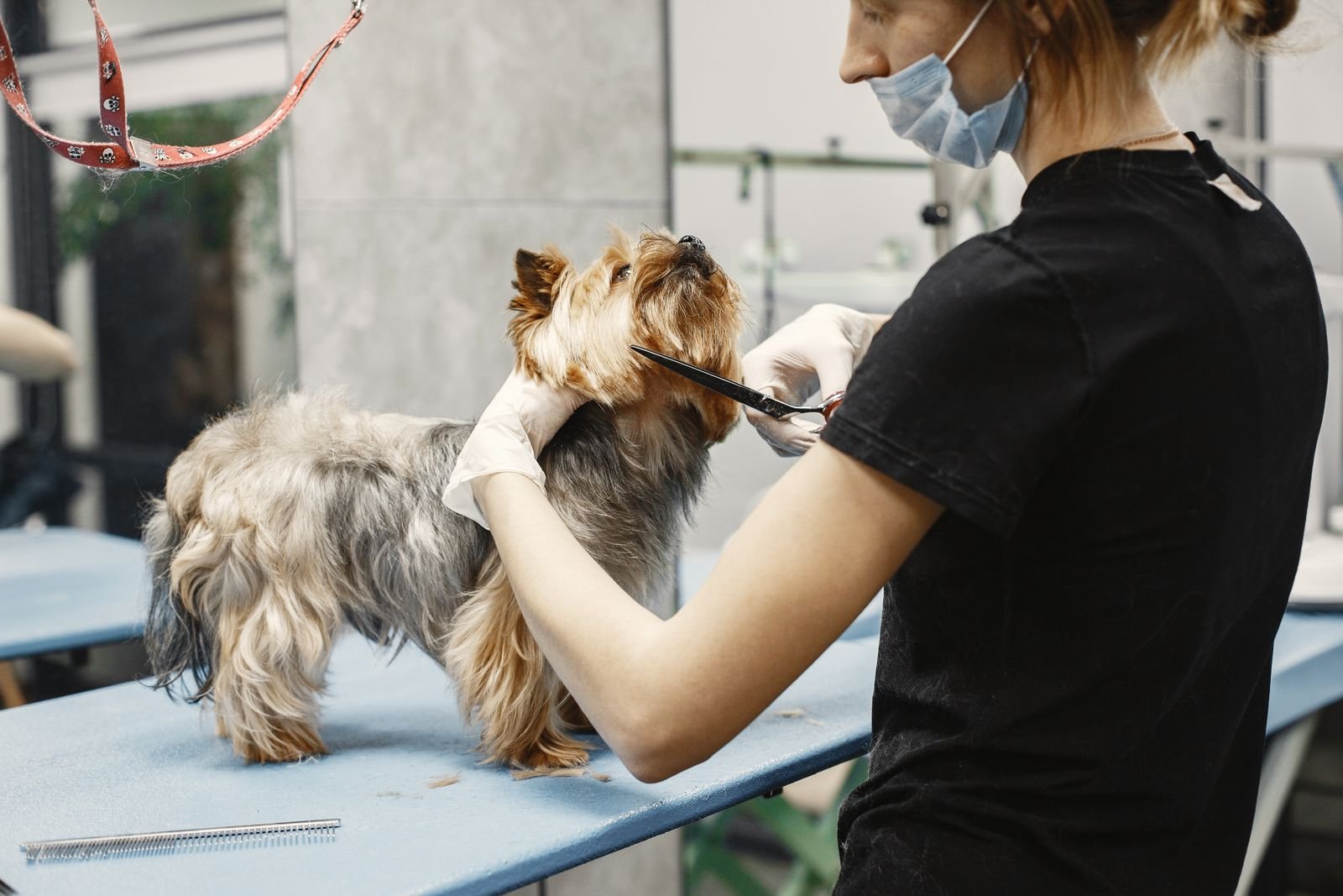 Senior Pet Grooming Care
