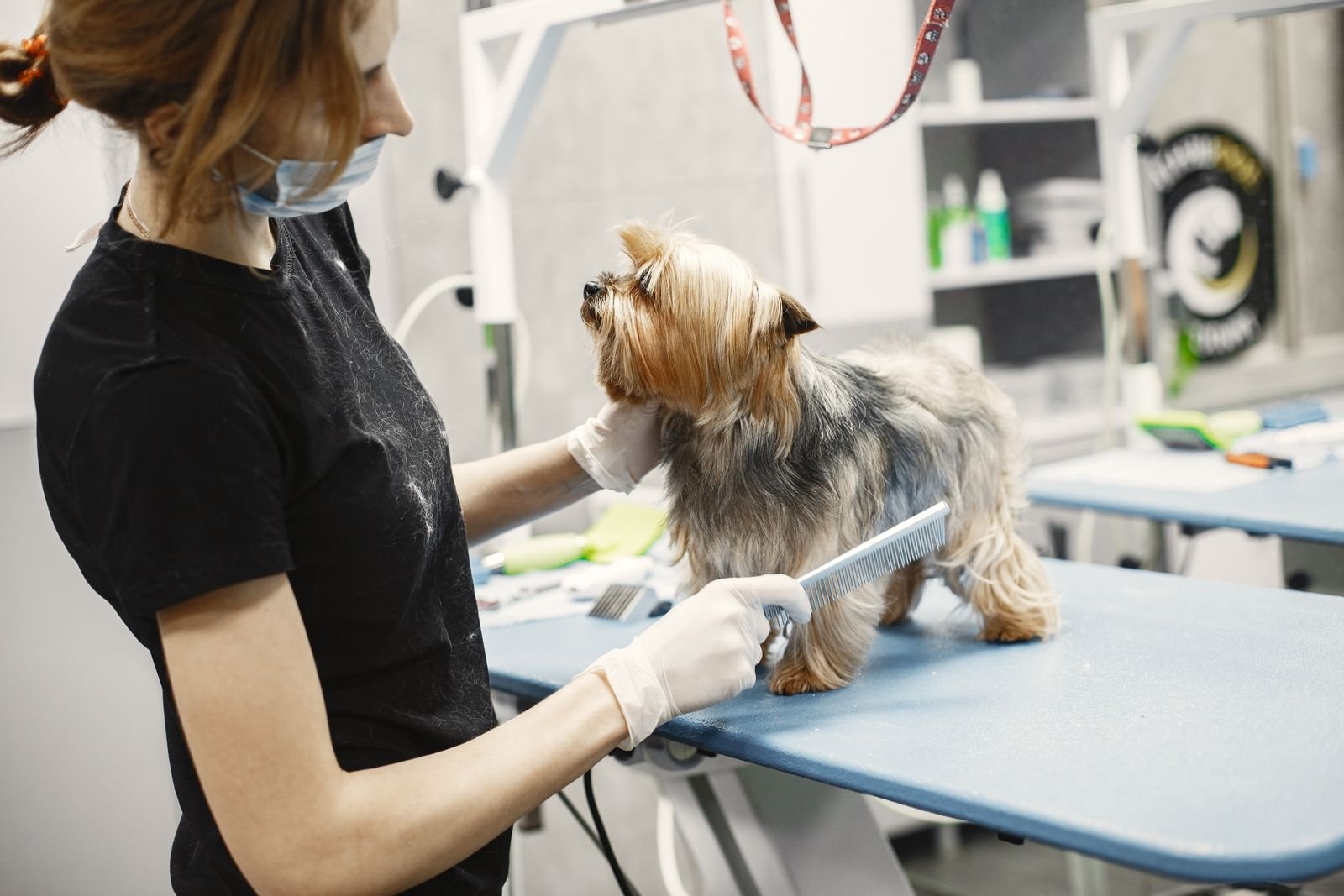 Tick Removal and Prevention Service
