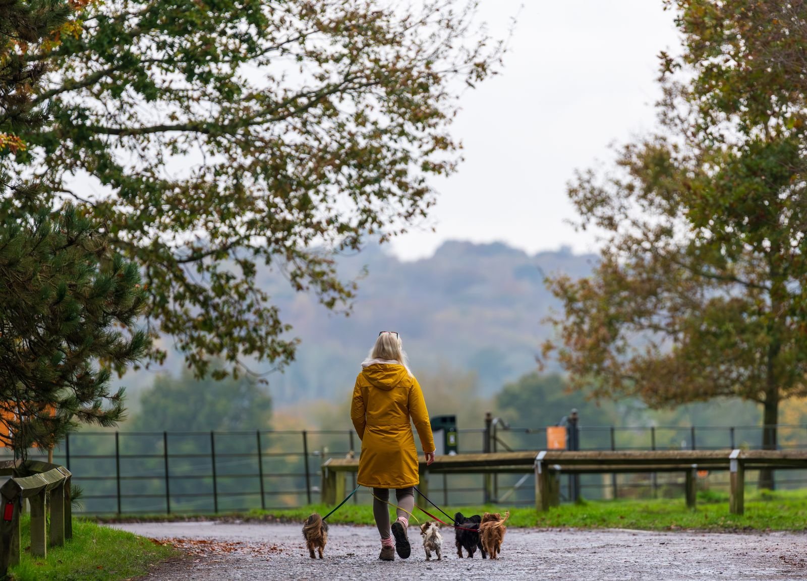 Professional Dog Walkers Fatima Nagar