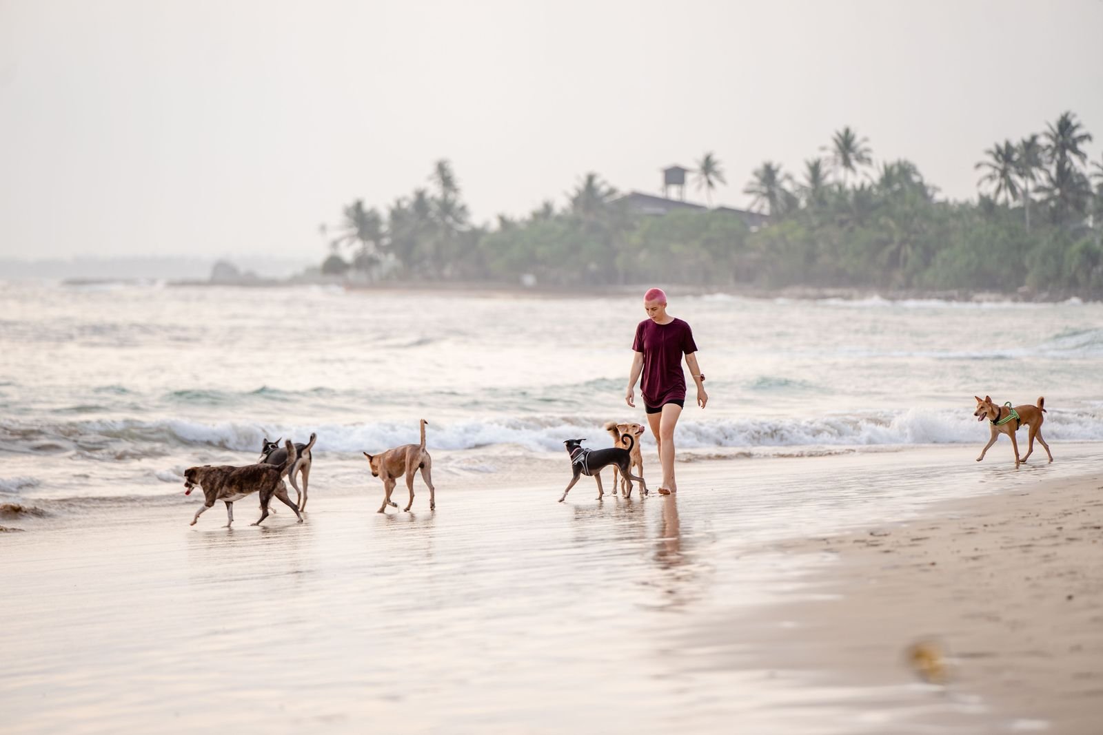 Dog Behavior Training Walks Fatima Nagar