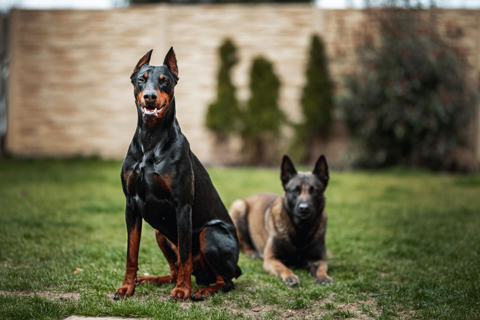 Professional K9 Training India
