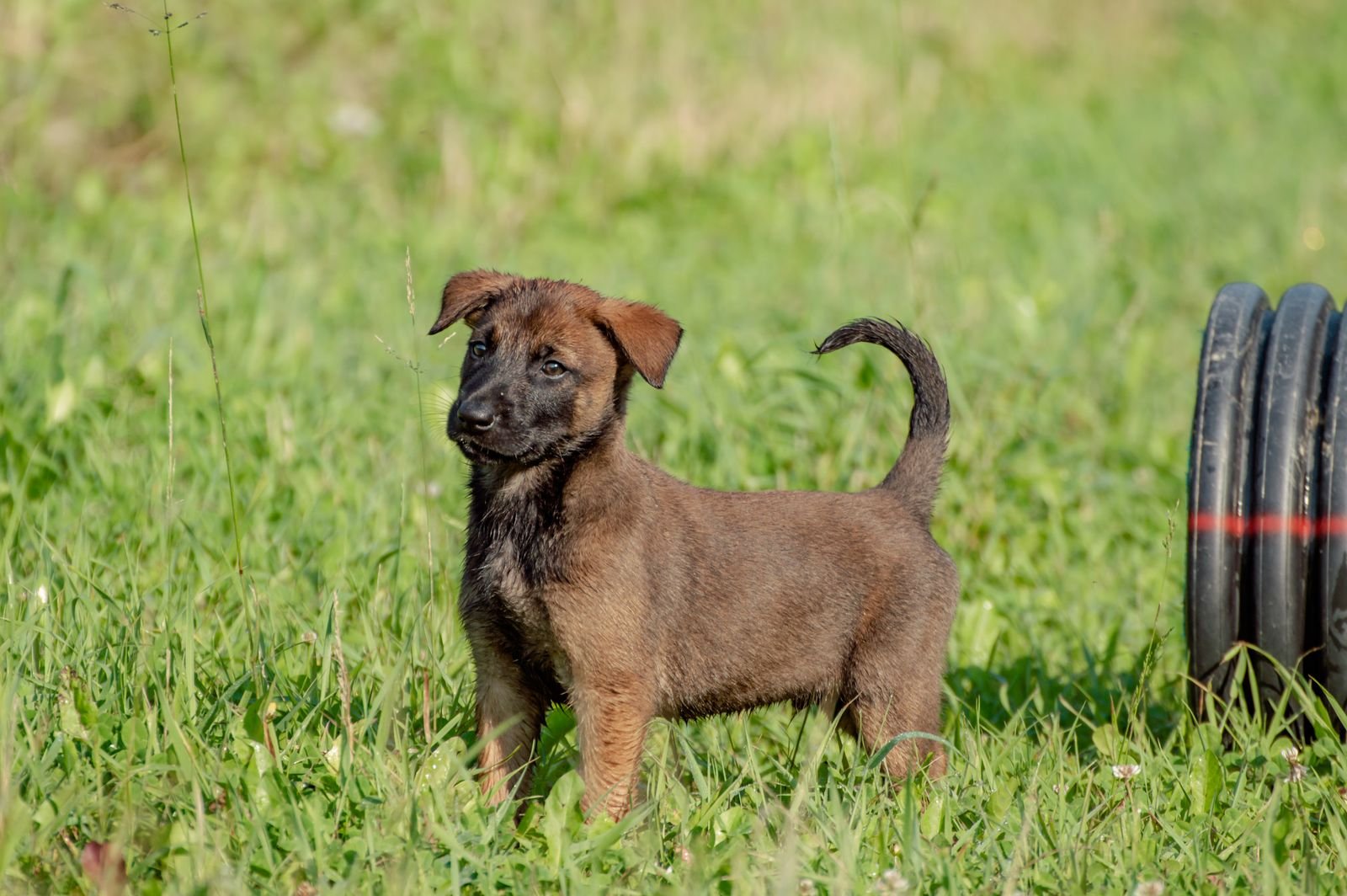 Protection Dog Training Mumbai
