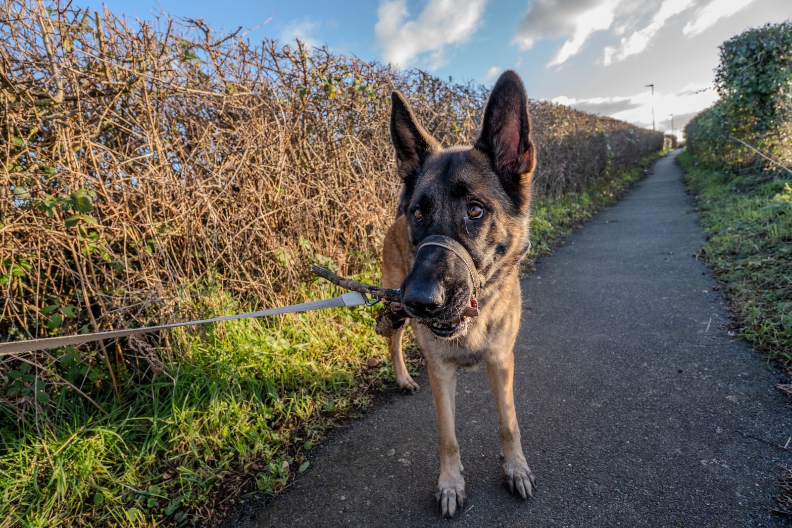 Estate and Farm Guard Dog Training Mumbai