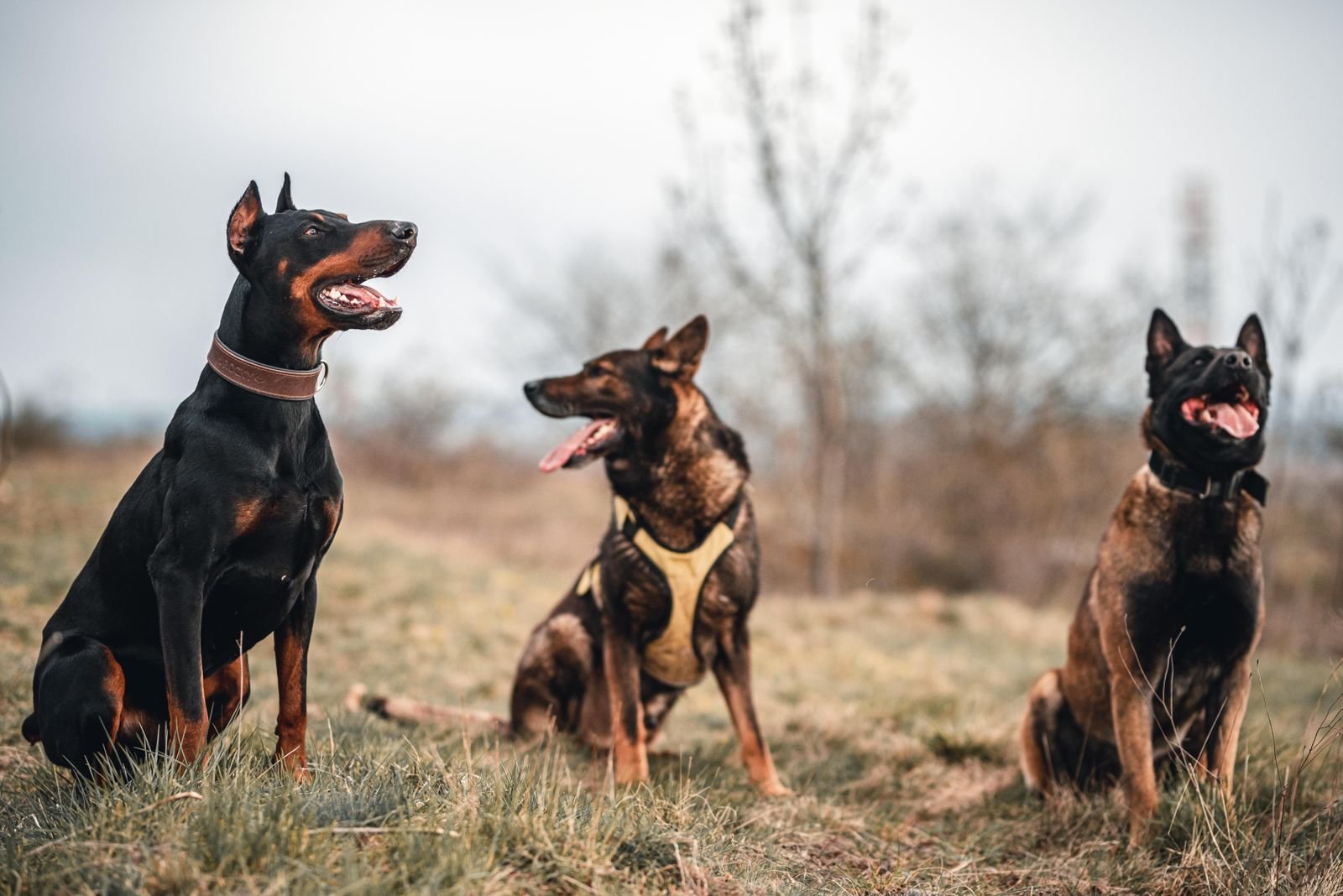 Police K9 Training Mumbai