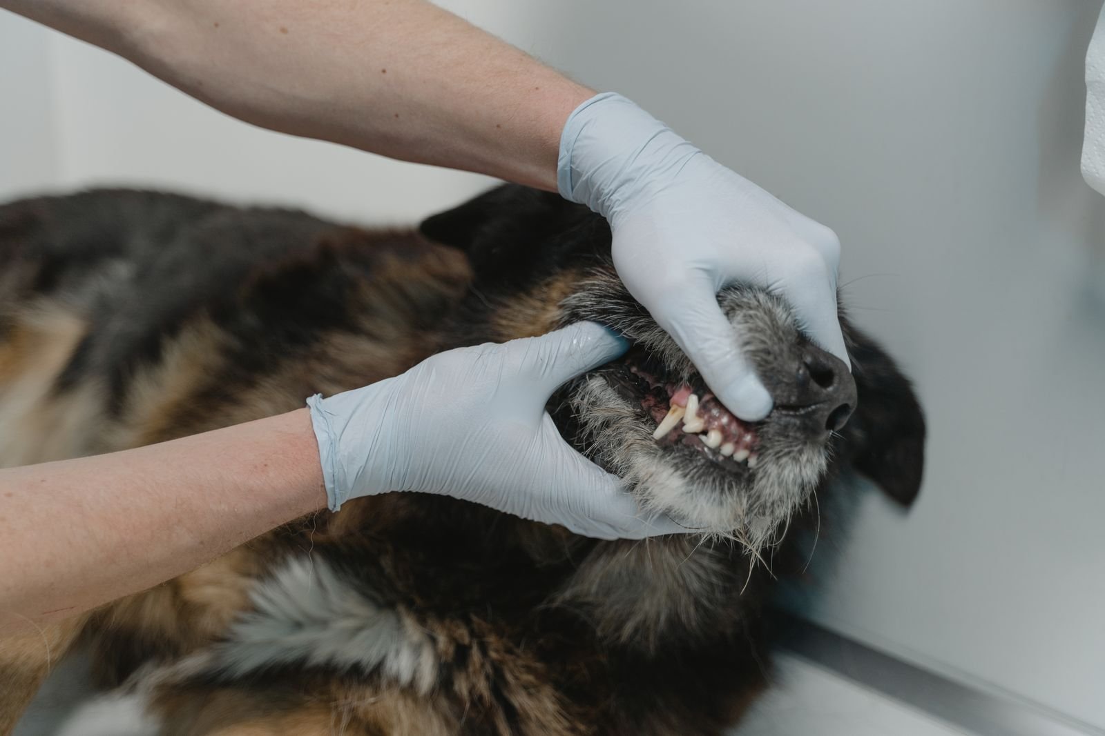 House Call Veterinarian in Mahalaxmi Mumbai - Pet Care