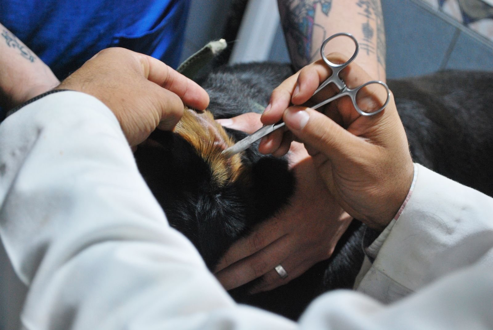 Emergency Vet Home Visit Mahalaxmi Mumbai