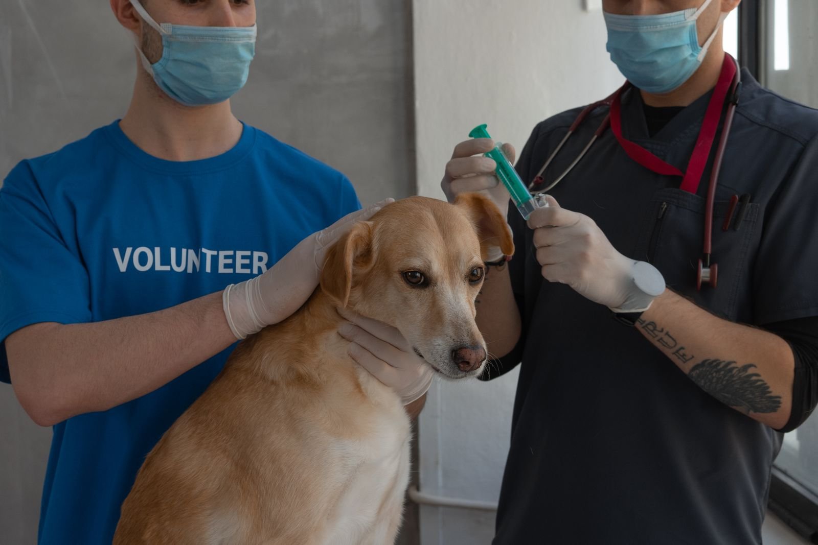 Pet Nutrition and Diet Planning Mumbai
