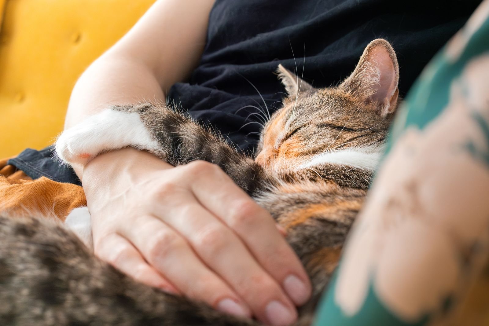 Premium In-Home Pet Sitting Kollam