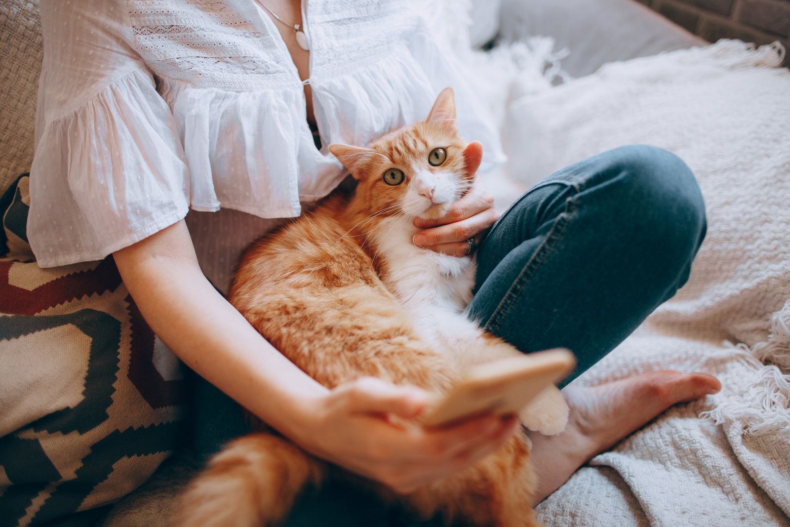 Cat Sitting Kollam India