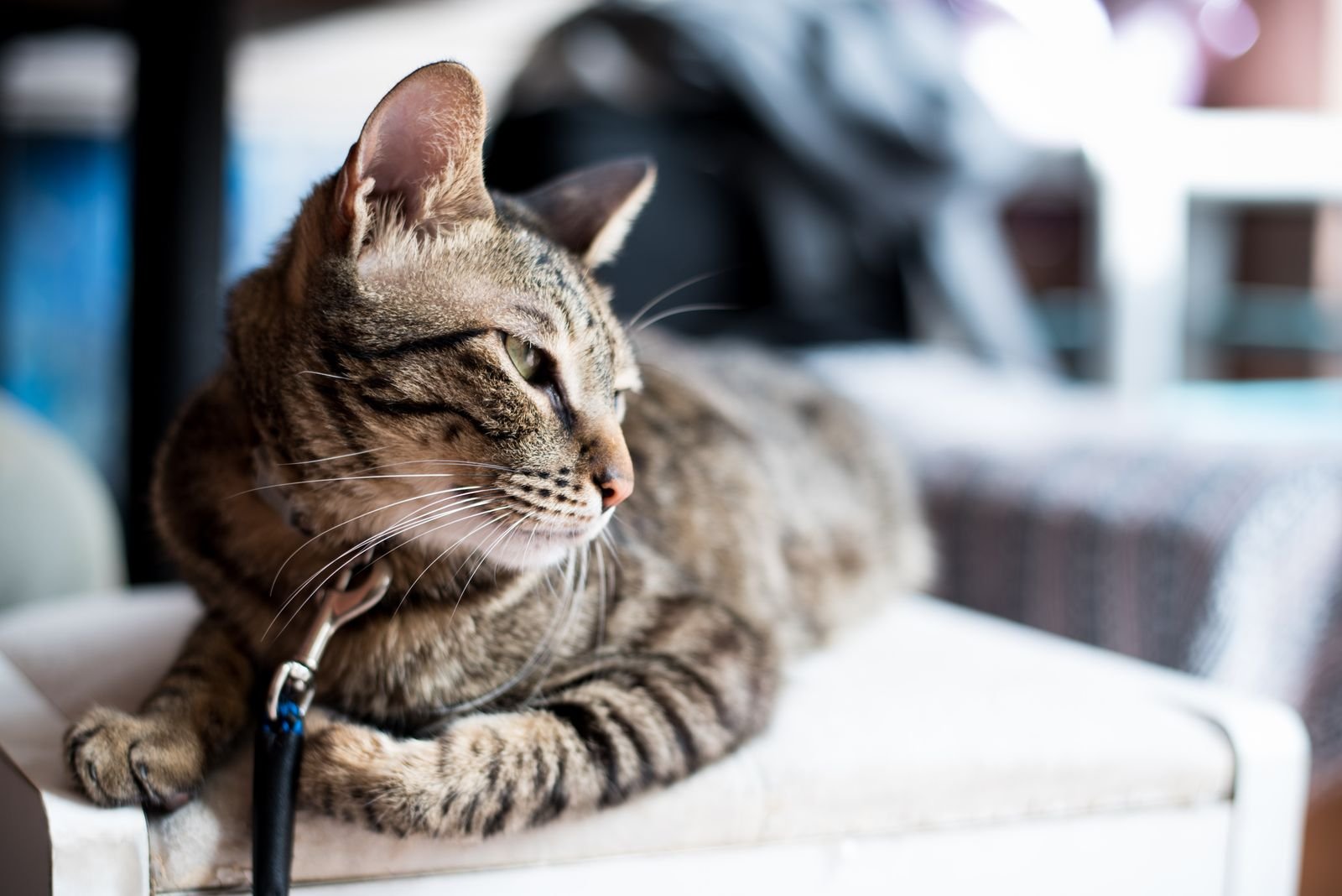 Cat Sitting Services