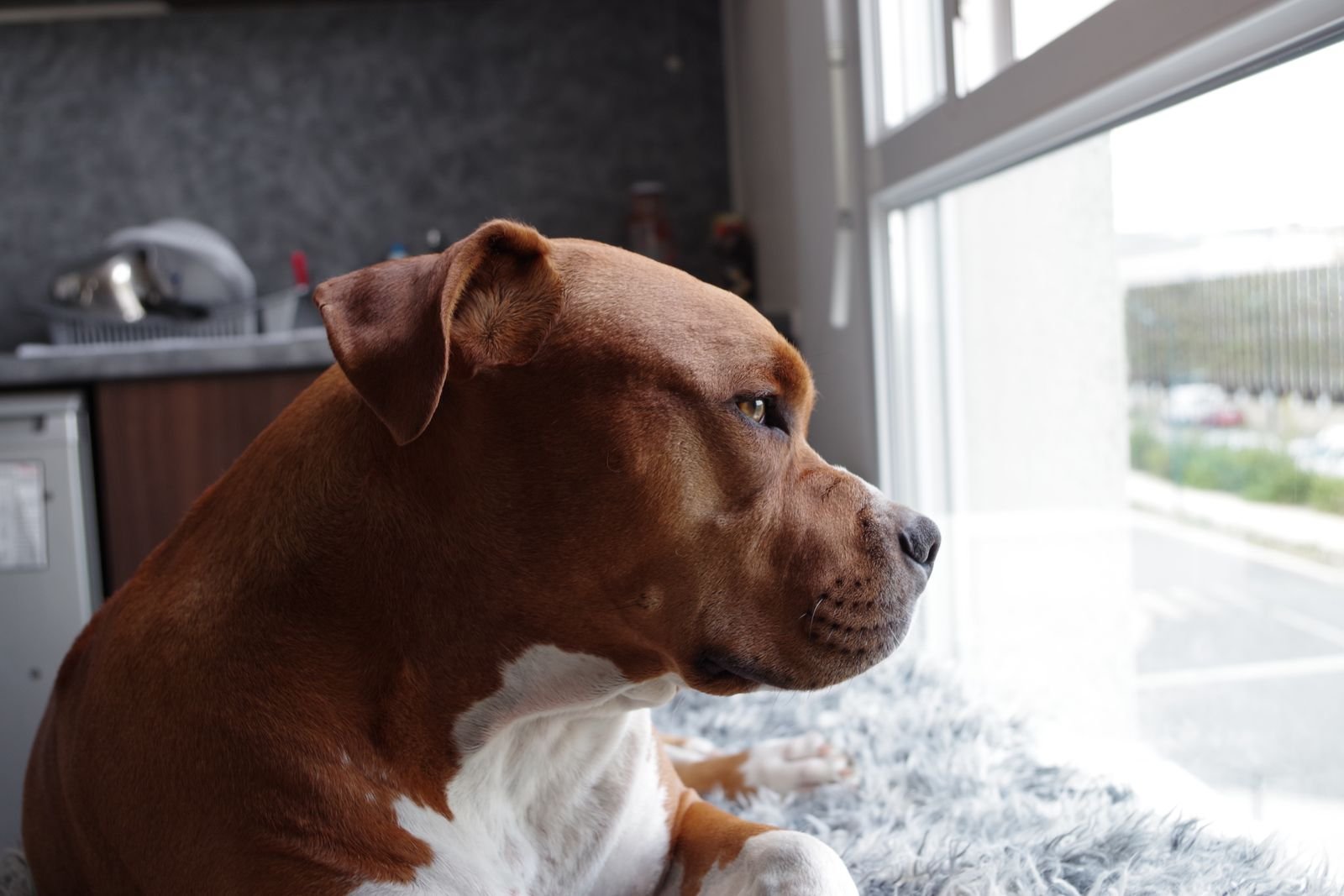 Pet Feeding and Medication