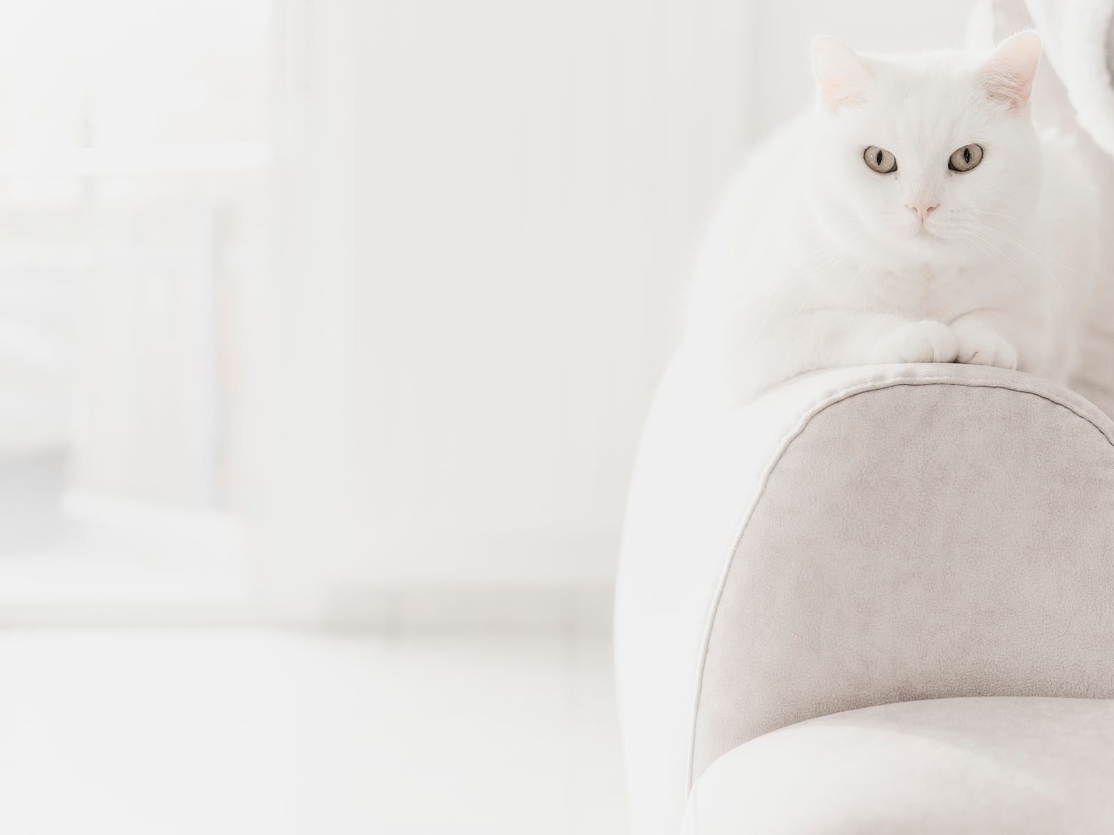 Pet Taxi and Transport