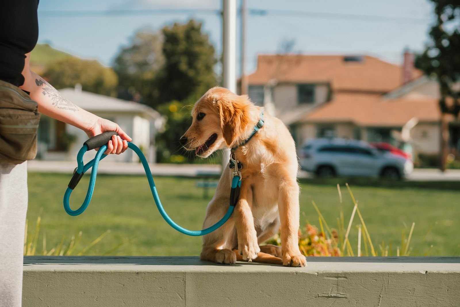 Adult Dog Leash Correction