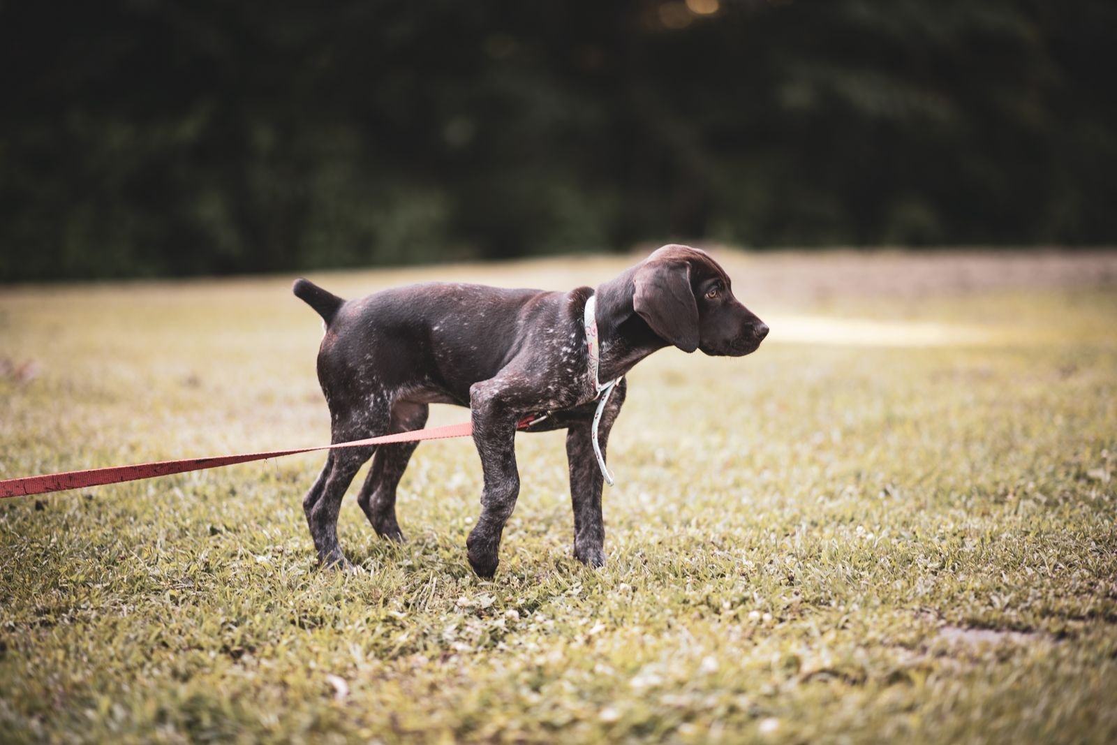 Group Leash Training Classes