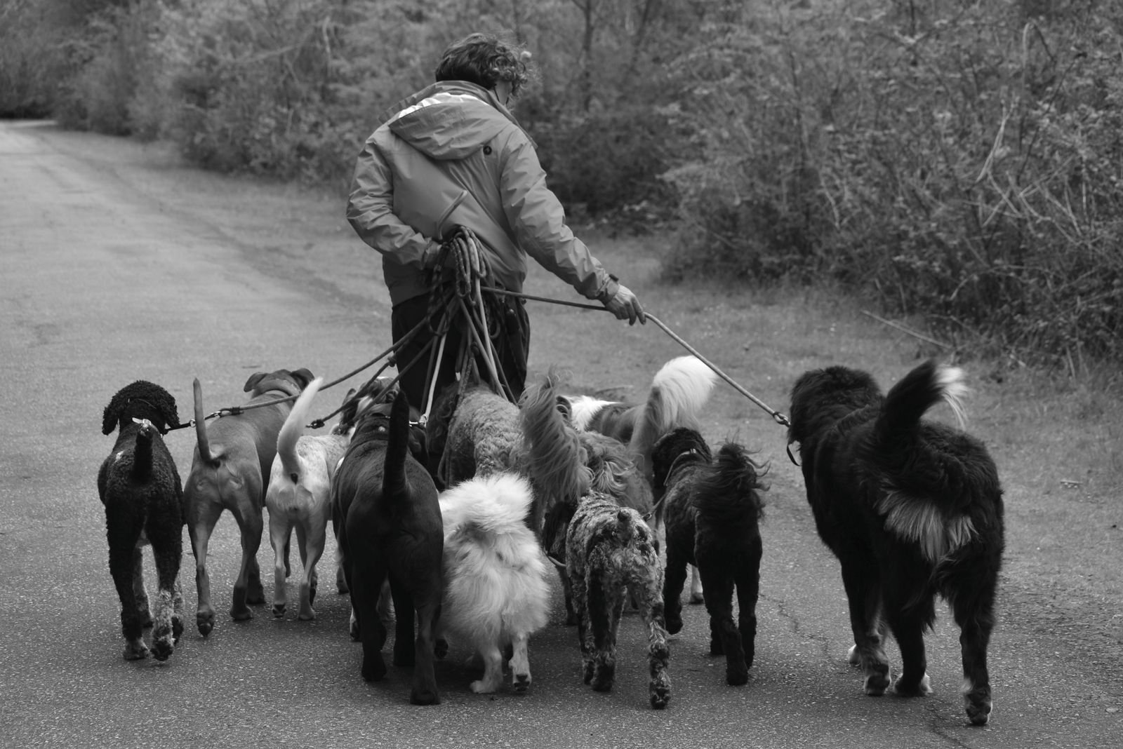 Private Leash Coaching