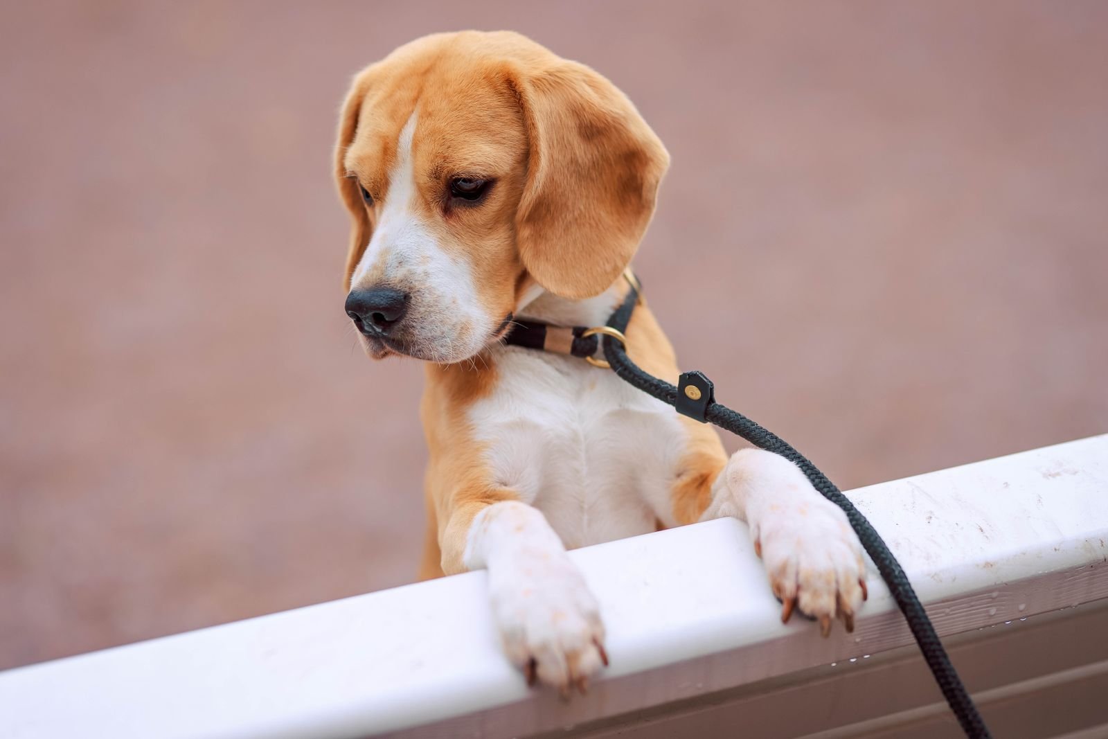 Off-Leash Transition Training