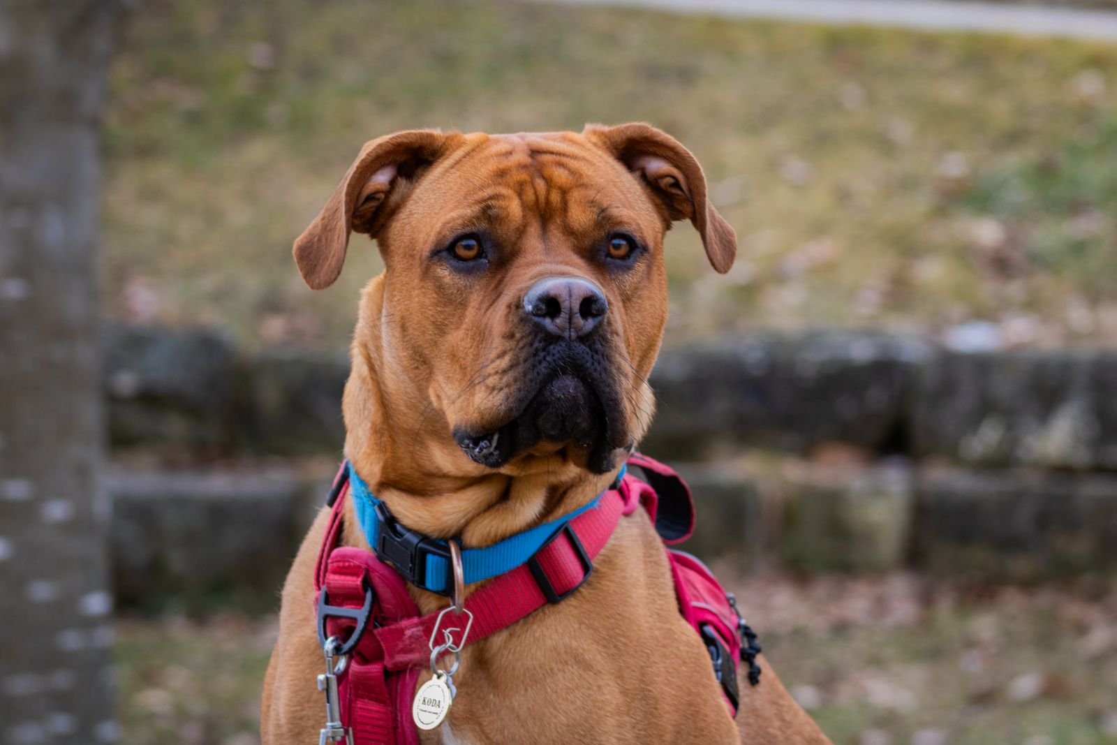 Leash Manners for City Walks