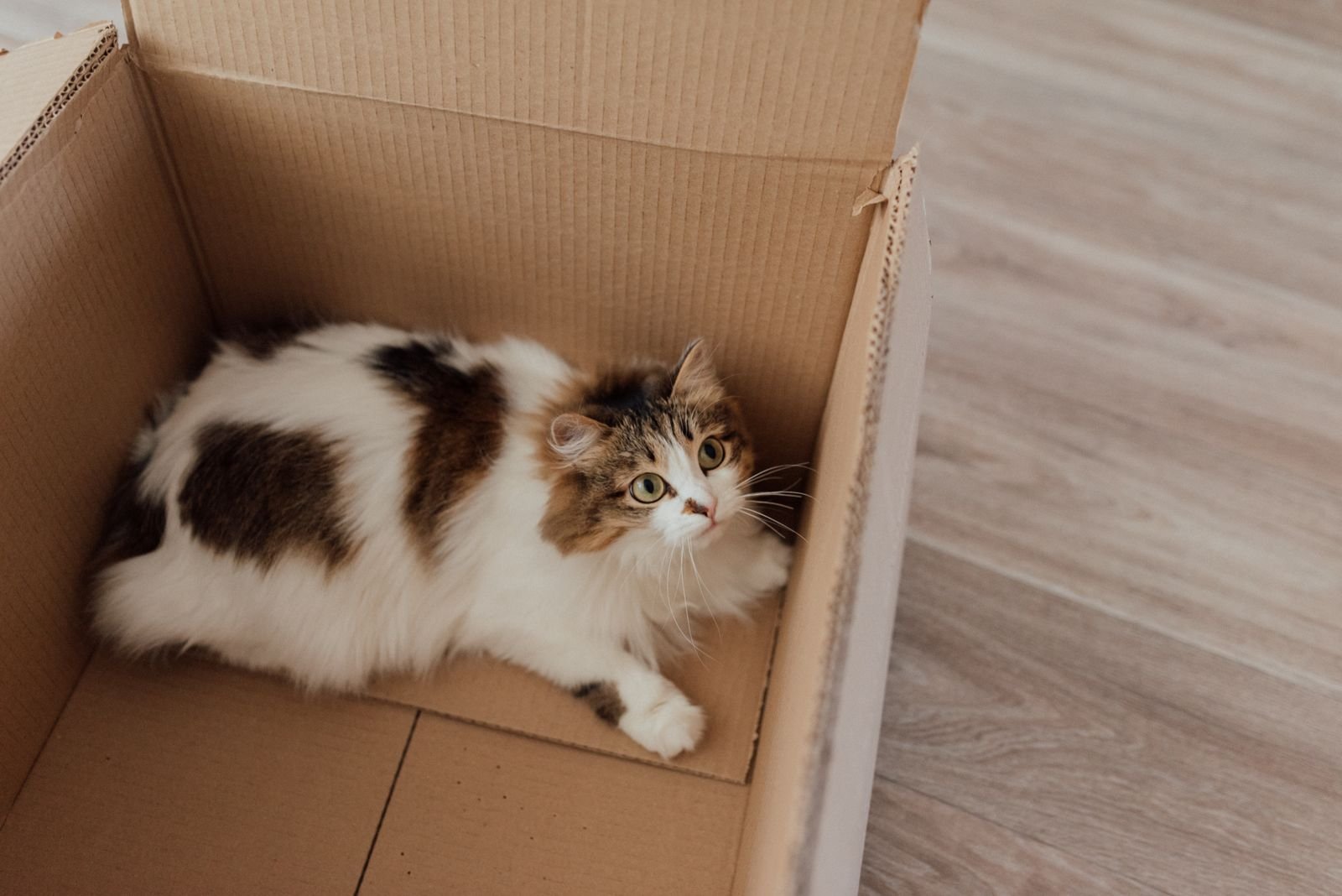 Domestic Pet Relocation Service