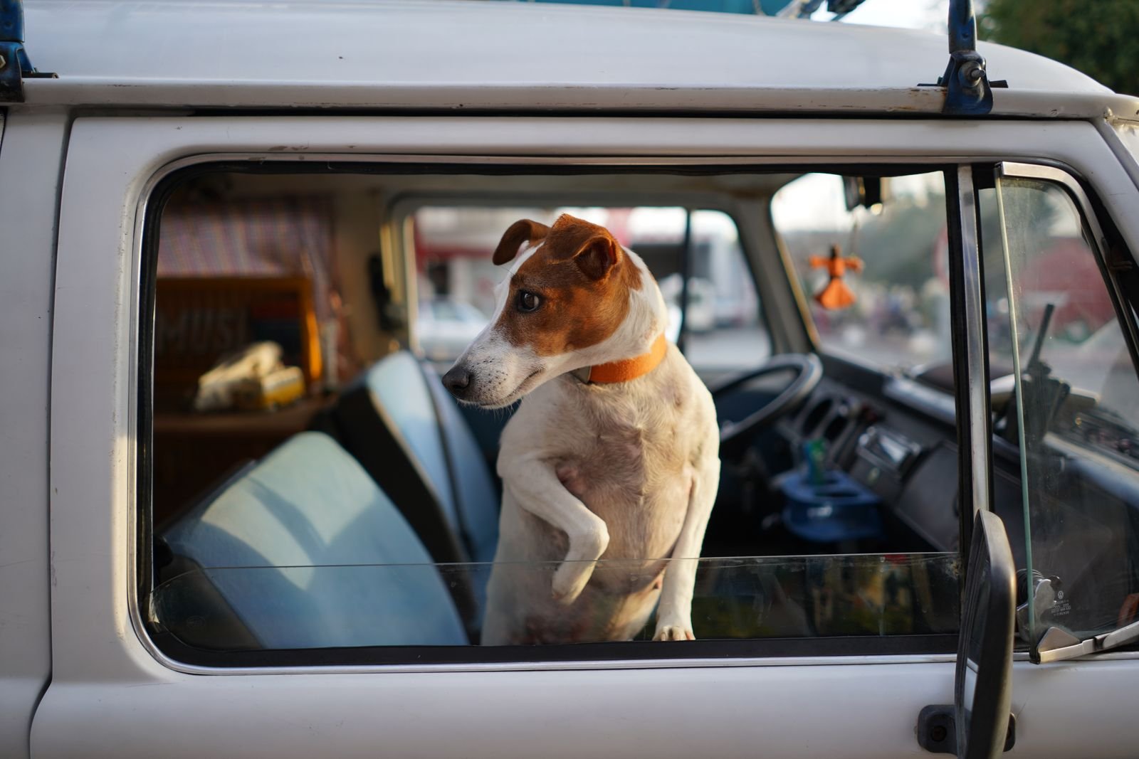 International Pet Transport Firozabad India