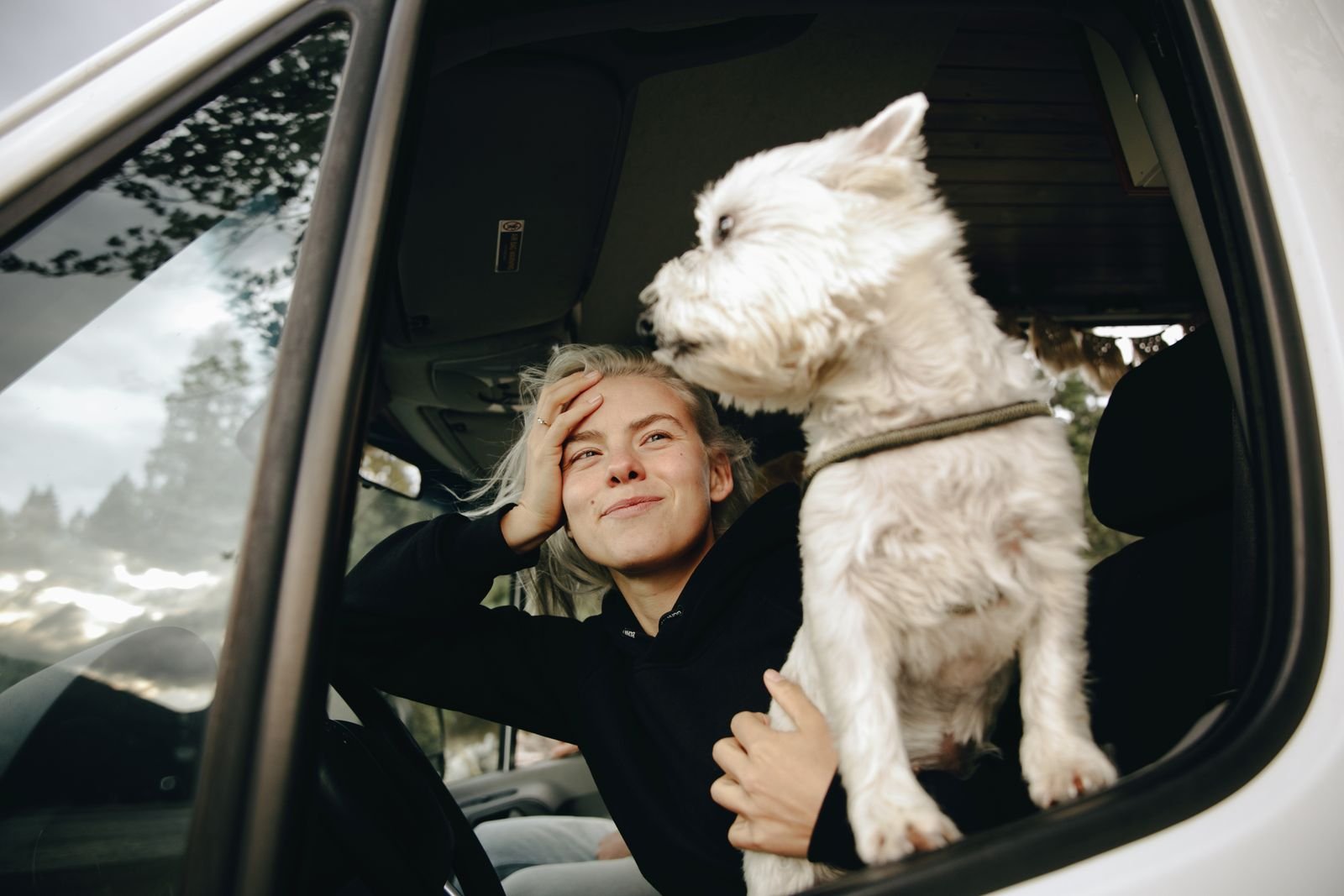 Pet Travel Documentation and Veterinary Support Firozabad