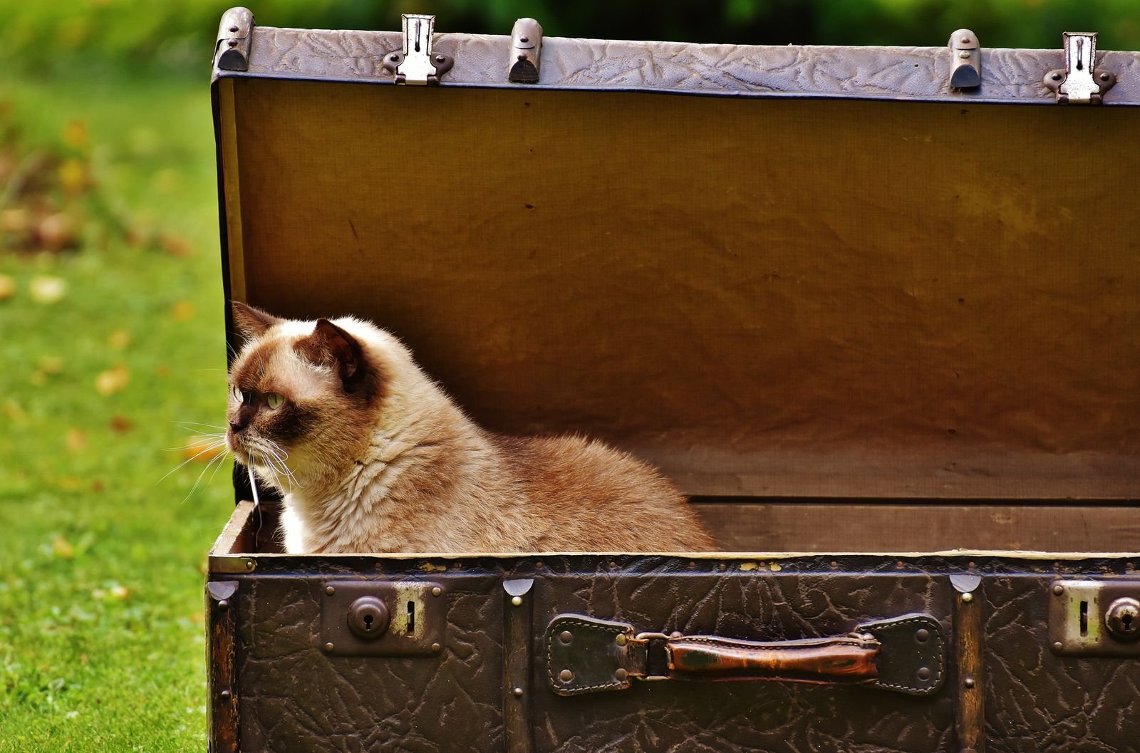 International Pet Transport