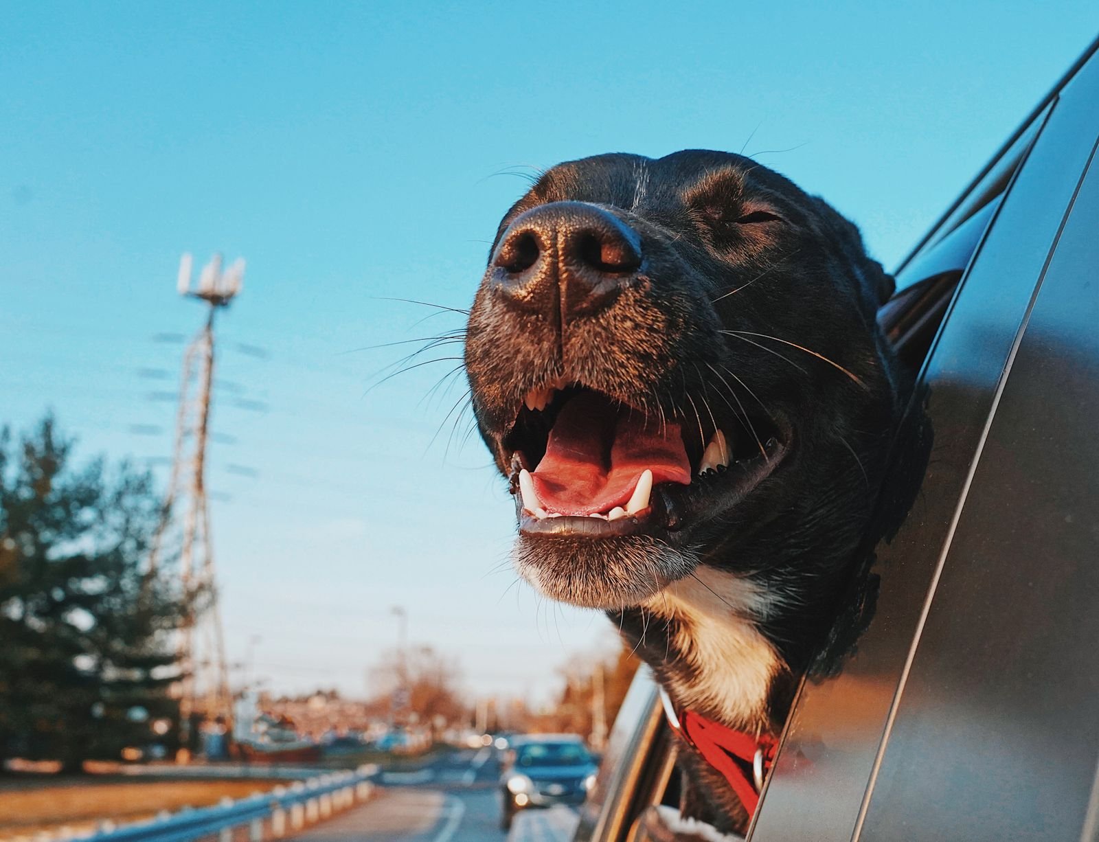Pet Travel Documentation