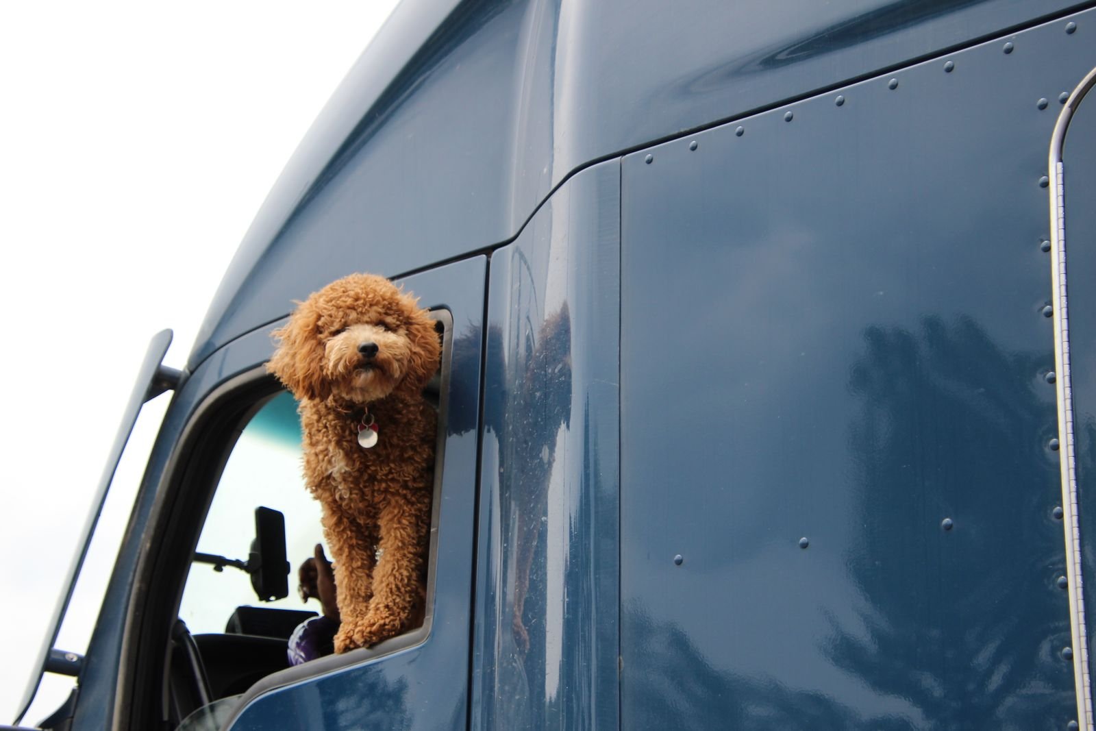 Pet Boarding and Transit Care