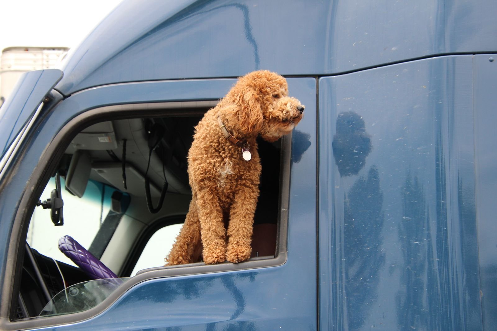 Airline Pet Booking