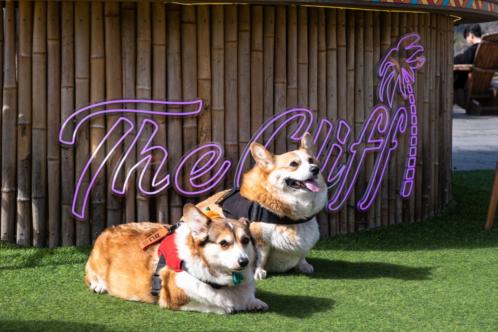 Luxury Pet Boarding Suites Nagercoil